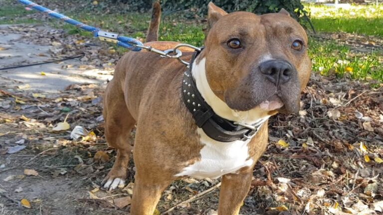 Amstaff Barlad