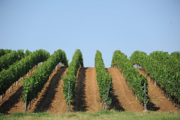 24 iunie este termenul limită de depunere a propunerilor de programe de promovare a vinurilor