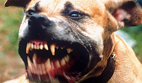 Bârlad: Câine periculos, liber pe domeniul public!