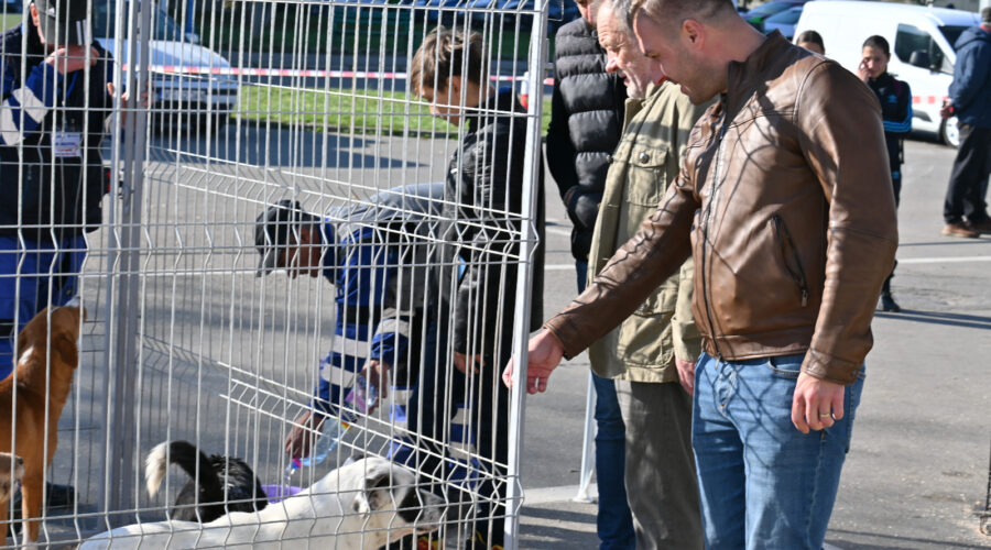 Târg de adopții de câini în parcarea din fața Sălii Sporturilor Vaslui