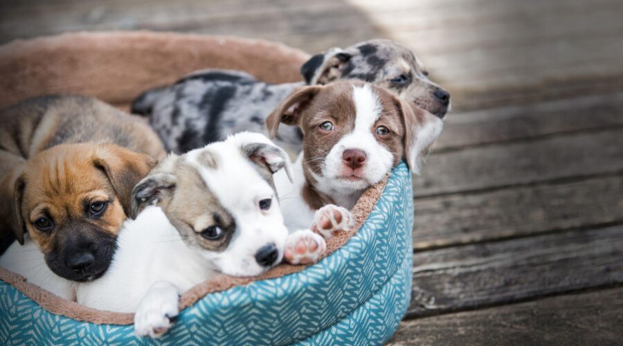 Târg de adopții pentru câinii fără stăpân în Vaslui