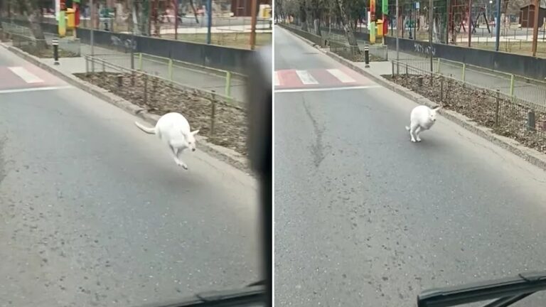Un cangur alb a fost filmat sărind printre mașini