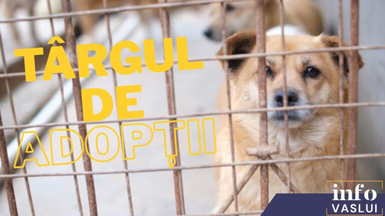 Weekendul faptelor bune: peste 30 de câini sterilizați și vaccinați, disponibili spre adopție