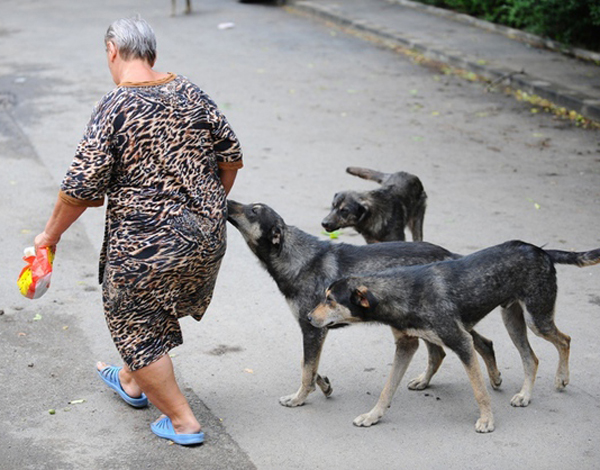 sfâșiată de câini Bunești-Averești