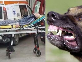 Bărbat de 74 de ani, atacat de câini în Țibănești, comuna Băcești. Victima prezintă mușcături pe tot corpul barbat caini Țibănești