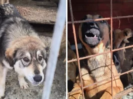 adopții câini Bârlad