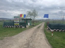 platforma deșeuri Gura Bustei