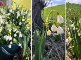 Plante protejate prin lege culese din natură și scoase la vânzare în piață. Autoritățile trag un semnal de alarmă