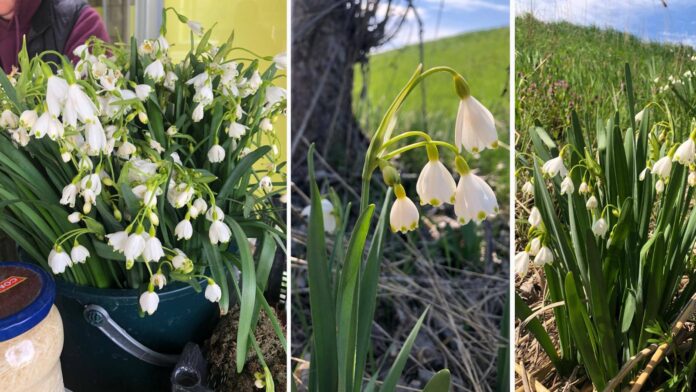 Plante protejate prin lege culese din natură și scoase la vânzare în piață. Autoritățile trag un semnal de alarmă
