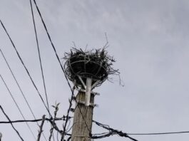 cuib de berze în Vaslui